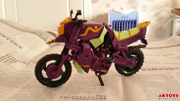 Tfss Tarantulas 1 (1 of 2)