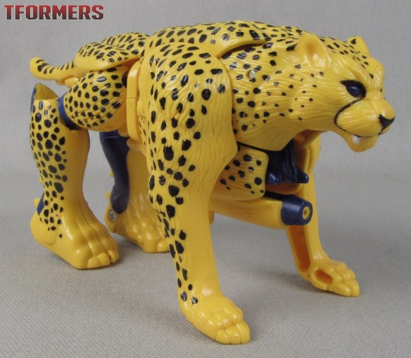 Beast wars cheetor store toy