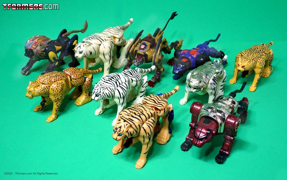 Who Says You Can't Herd Cats? - BEAST WARS MONTH!