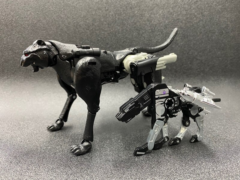 Takara Transformers Agent Ravage & Ravage Official In-Hand Images