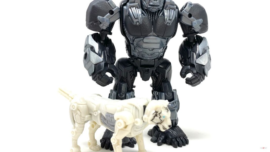 Transformers Rise Of The Beasts Optimus Primal Tigatron In Hand Image  (5 of 35)