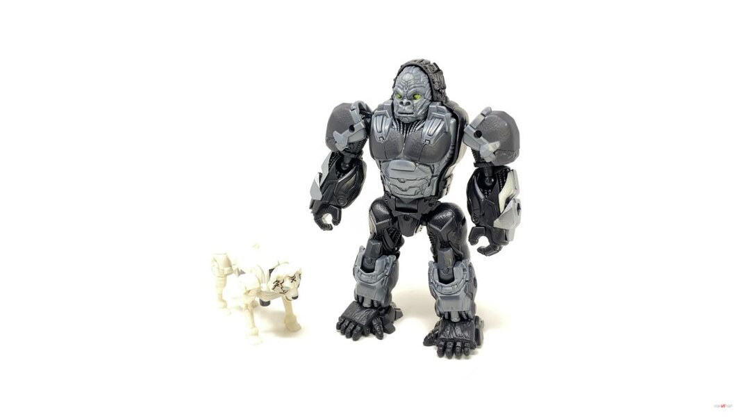 Transformers Rise Of The Beasts Optimus Primal Tigatron In Hand Image  (9 of 35)