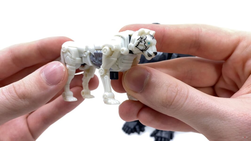 Transformers Rise Of The Beasts Optimus Primal Tigatron In Hand Image  (11 of 35)