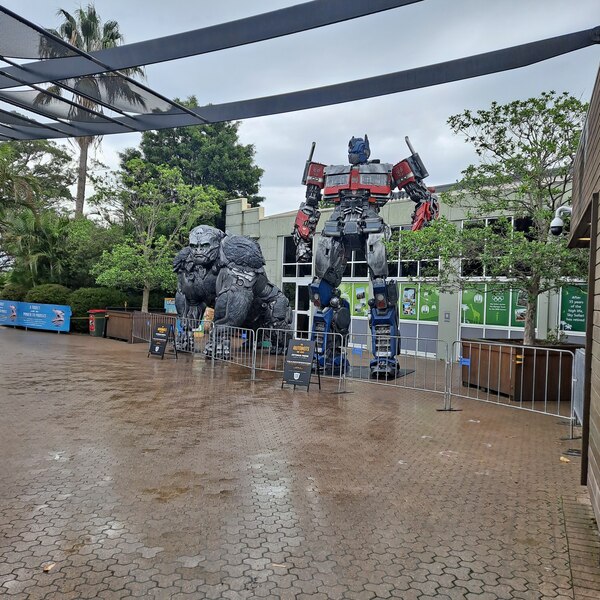 Transformers Rise Of The Beasts Optimus Prime & Optimus Primal Statues Invade Australia  (8 of 8)